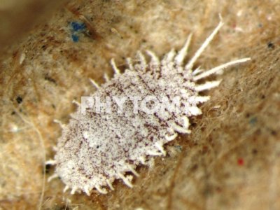 Pseudococcus viburni (Signoret)